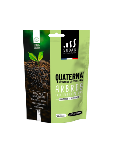 Quaterna arbre 200g